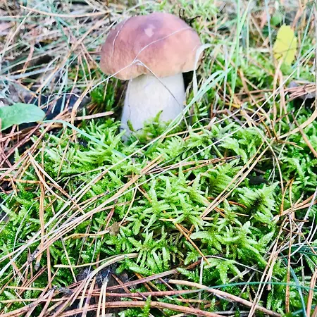 Hébergement de vacances Urlaub Am Plaetlinsee - Haus Odin *