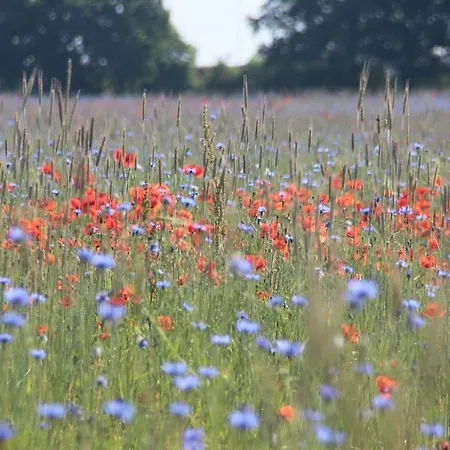 Urlaub Am Plaetlinsee - Haus Odin Wustrow (Mecklenburg-Strelitz)