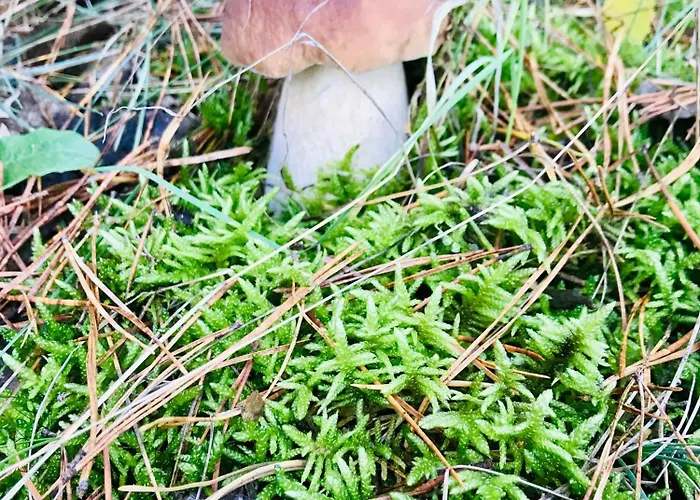 別荘 Urlaub Am Plaetlinsee - Haus Odin *