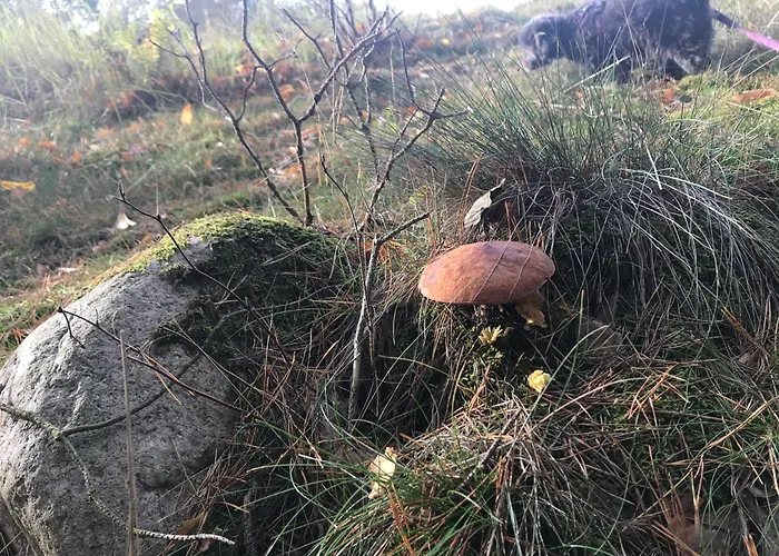 Urlaub Am Plaetlinsee - Haus Odin 別荘 *