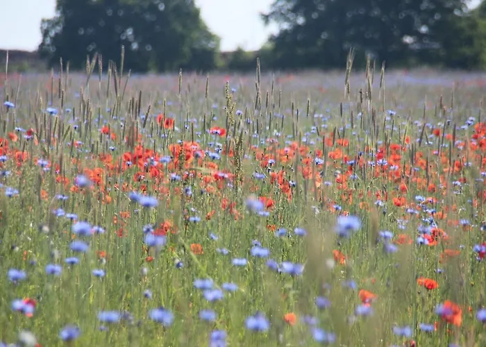 Urlaub Am Plaetlinsee - Haus Odin Wustrow